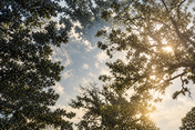 Light Through the Canopy horizontal canvas original artwork