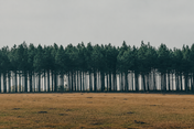 Line of Pines horizontal poster original artwork